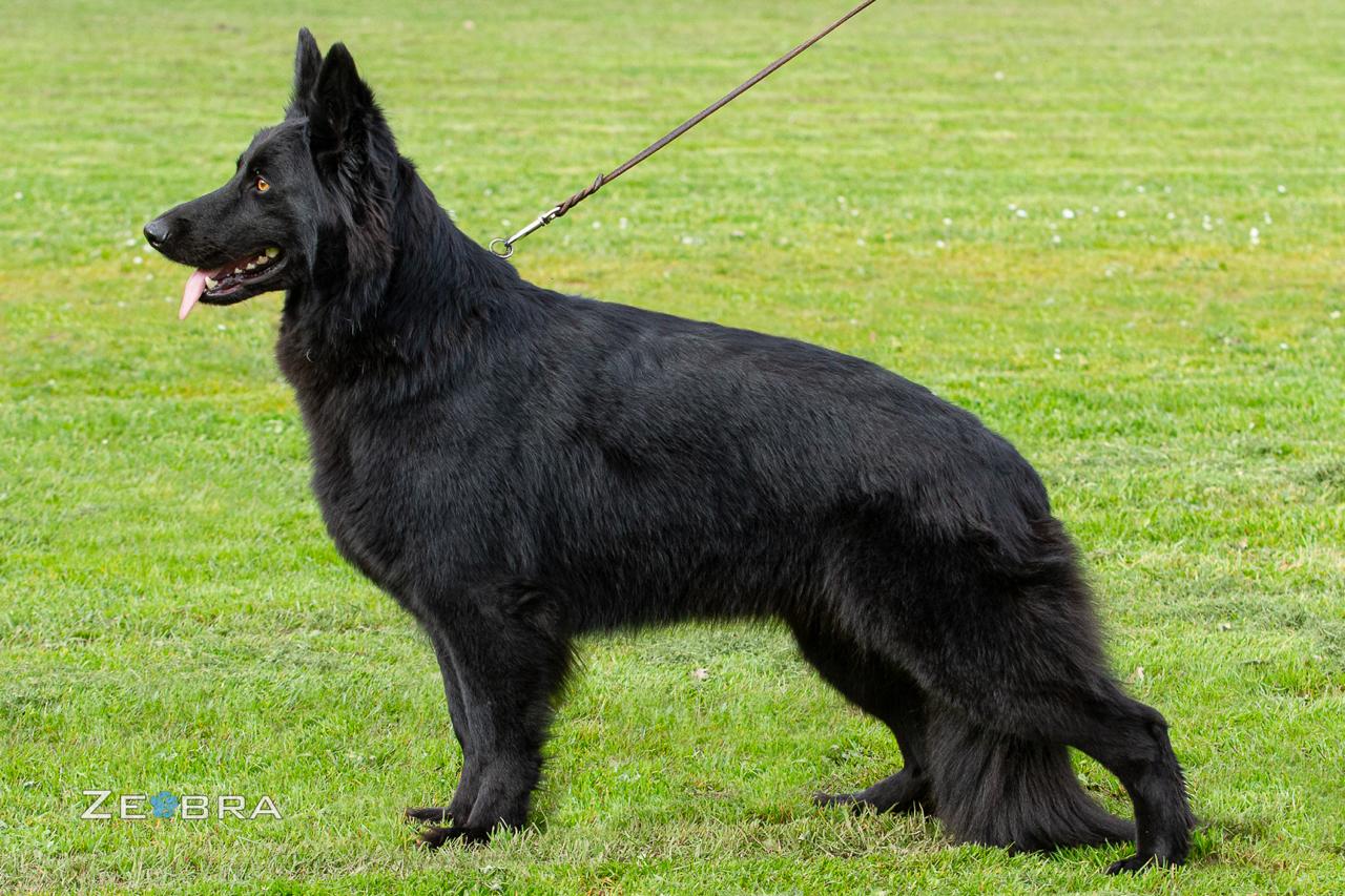Harpyie of Wolfcubs