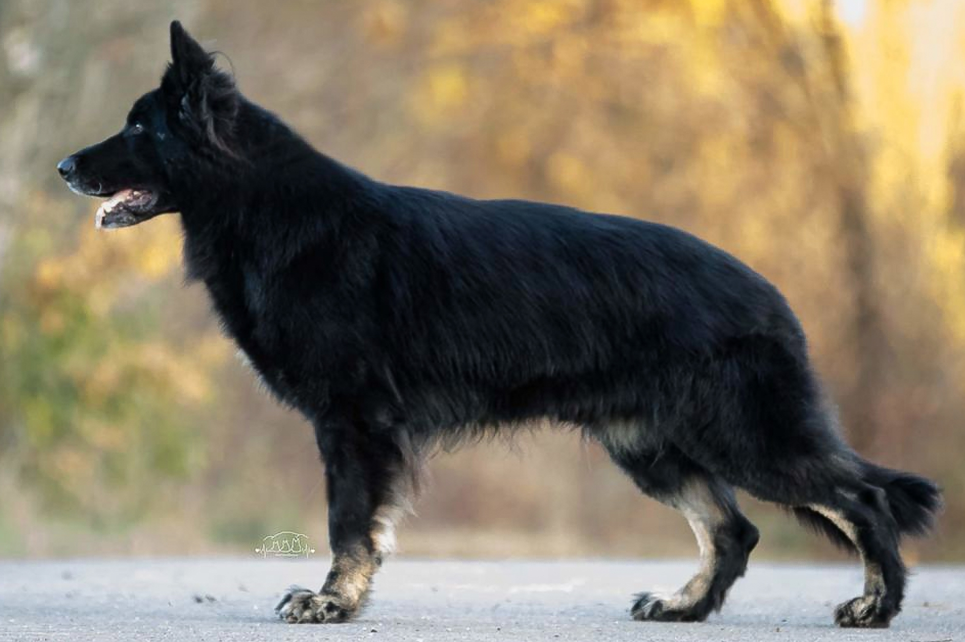 Aslan vom Geistbichl