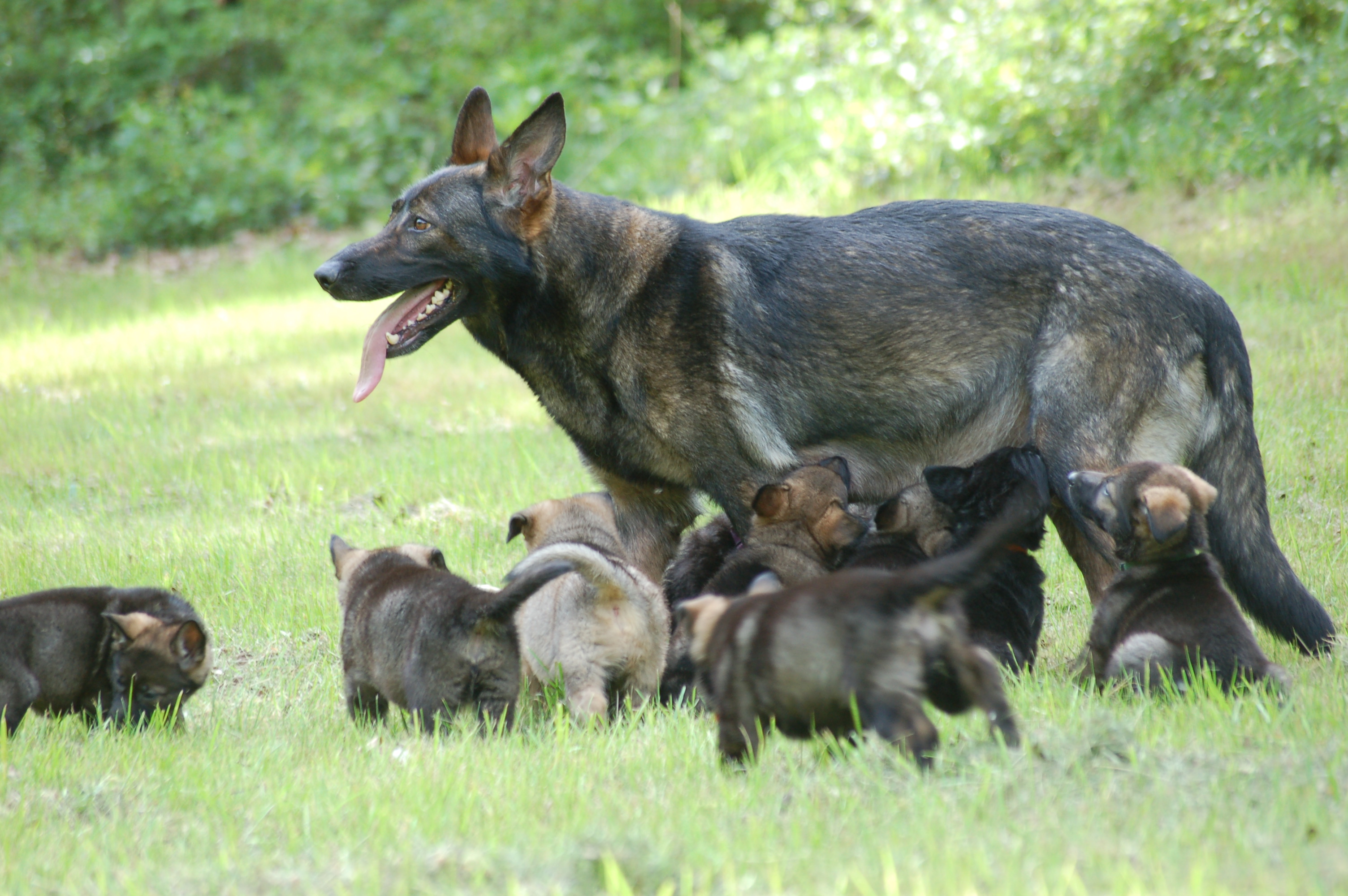 D-Wurf of Wolfcubs (2011)