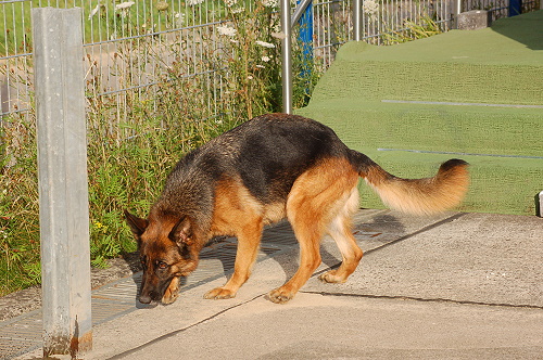 C-Wurf of Wolfcubs (2009) 