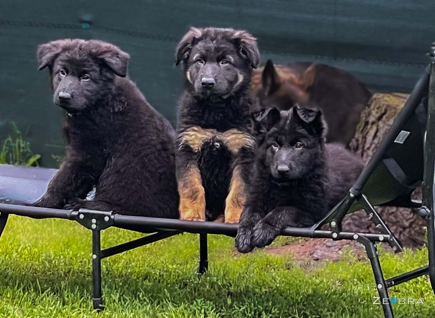 H-Wurf of Wolfcubs (2021)