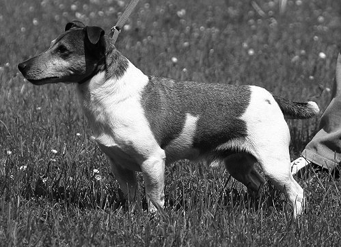 Rusty vom Wormser Tal